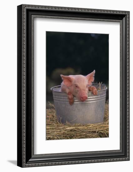 Piglet in a Pail-DLILLC-Framed Photographic Print