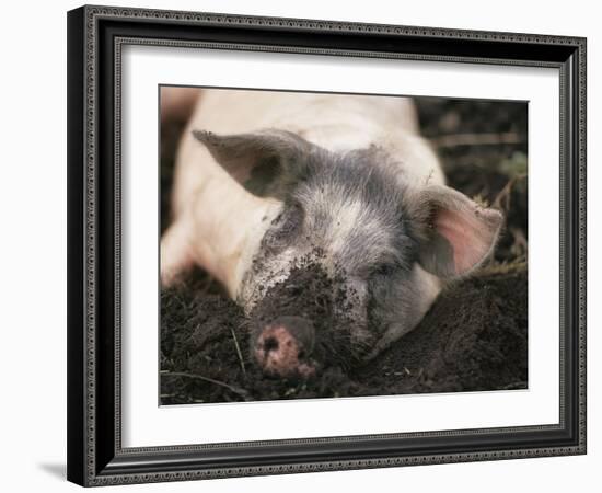 Piglet In Mud-Bjorn Svensson-Framed Photographic Print