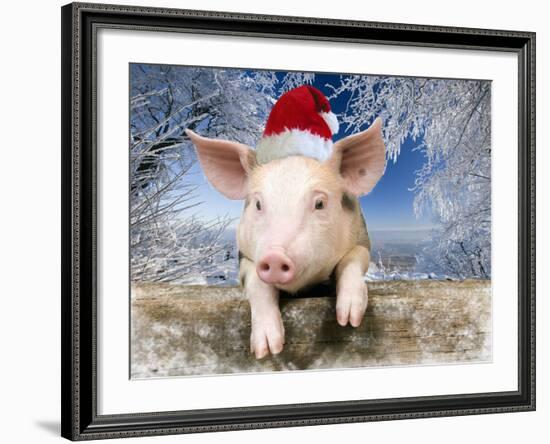 Piglet Looking over Fence Wearing Christmas-null-Framed Photographic Print