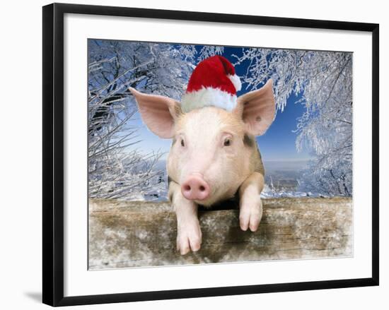 Piglet Looking over Fence Wearing Christmas-null-Framed Photographic Print