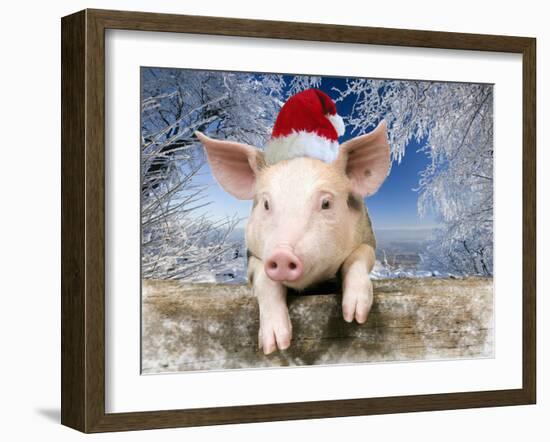 Piglet Looking over Fence Wearing Christmas-null-Framed Photographic Print