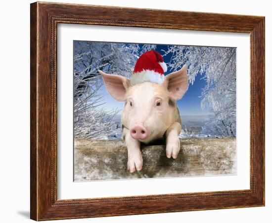 Piglet Looking over Fence Wearing Christmas-null-Framed Photographic Print