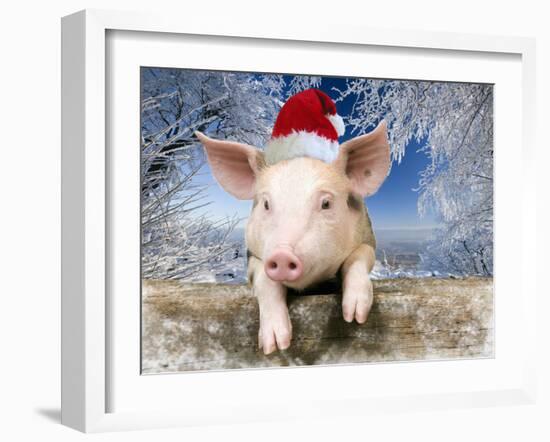 Piglet Looking over Fence Wearing Christmas-null-Framed Photographic Print