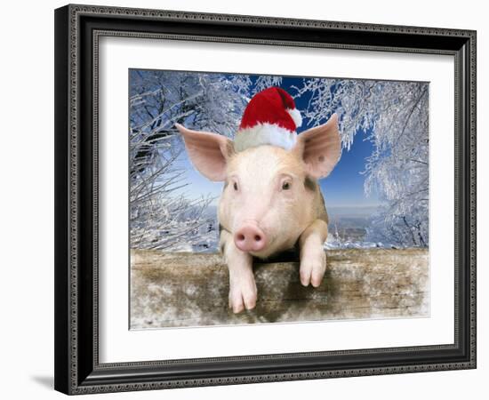 Piglet Looking over Fence Wearing Christmas-null-Framed Photographic Print