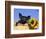 Piglet (Mixed Breed) in Barrel with Sunflower-Lynn M. Stone-Framed Premium Photographic Print