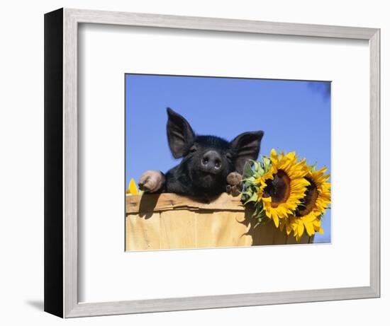 Piglet (Mixed Breed) in Barrel with Sunflower-Lynn M. Stone-Framed Premium Photographic Print