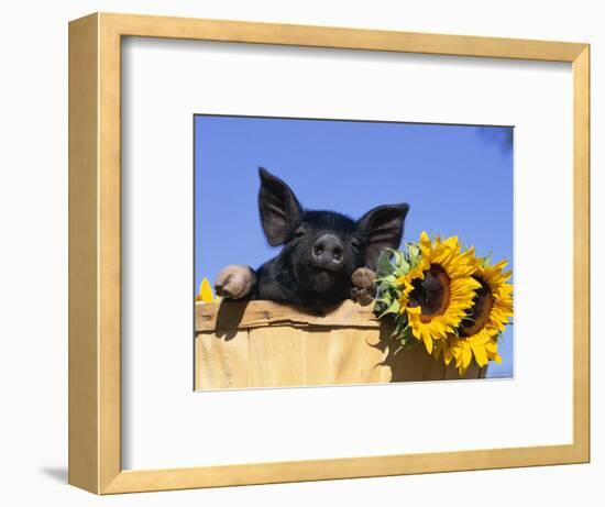 Piglet (Mixed Breed) in Barrel with Sunflower-Lynn M. Stone-Framed Premium Photographic Print