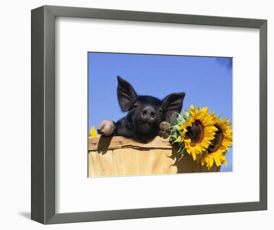 Piglet (Mixed Breed) in Barrel with Sunflower-Lynn M. Stone-Framed Premium Photographic Print