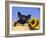 Piglet (Mixed Breed) in Barrel with Sunflower-Lynn M. Stone-Framed Photographic Print