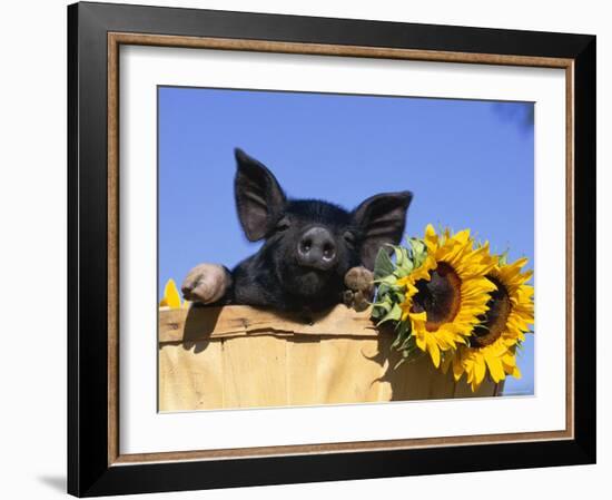 Piglet (Mixed Breed) in Barrel with Sunflower-Lynn M. Stone-Framed Photographic Print