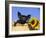 Piglet (Mixed Breed) in Barrel with Sunflower-Lynn M. Stone-Framed Photographic Print