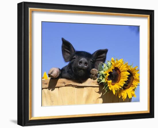 Piglet (Mixed Breed) in Barrel with Sunflower-Lynn M. Stone-Framed Photographic Print