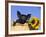 Piglet (Mixed Breed) in Barrel with Sunflower-Lynn M. Stone-Framed Photographic Print