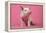 Piglet Sitting on Pink Spotty Blanket-null-Framed Premier Image Canvas