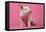 Piglet Sitting on Pink Spotty Blanket-null-Framed Premier Image Canvas