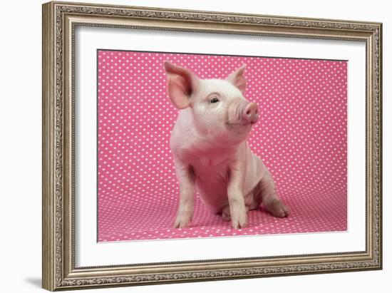 Piglet Sitting on Pink Spotty Blanket-null-Framed Photographic Print