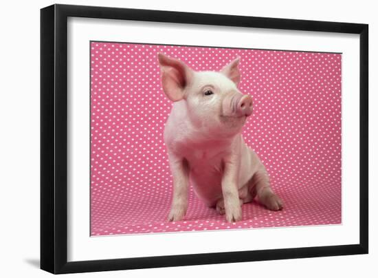 Piglet Sitting on Pink Spotty Blanket-null-Framed Photographic Print