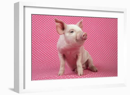 Piglet Sitting on Pink Spotty Blanket-null-Framed Photographic Print