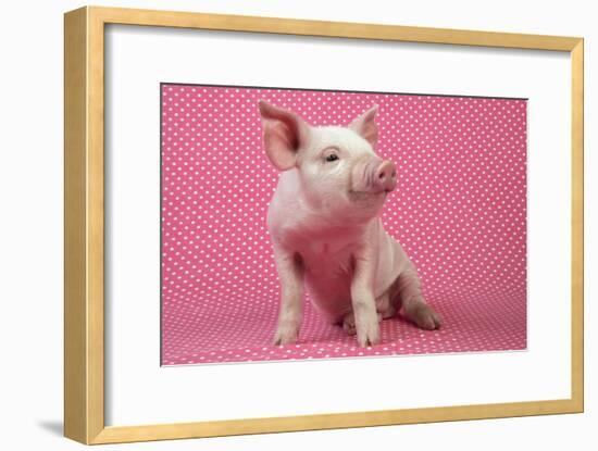 Piglet Sitting on Pink Spotty Blanket-null-Framed Photographic Print