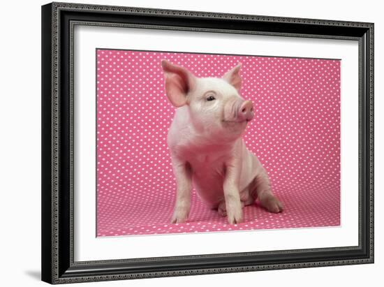 Piglet Sitting on Pink Spotty Blanket-null-Framed Photographic Print