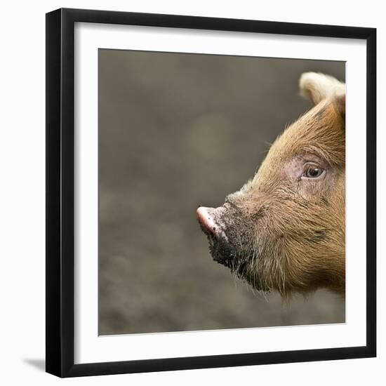 Piglet-Linda Wright-Framed Premium Photographic Print