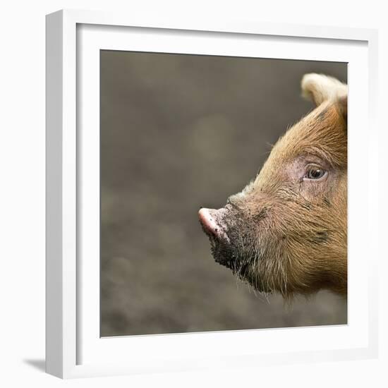 Piglet-Linda Wright-Framed Premium Photographic Print