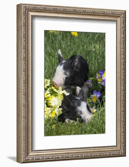 Piglet-null-Framed Photographic Print