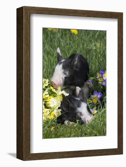 Piglet-null-Framed Photographic Print