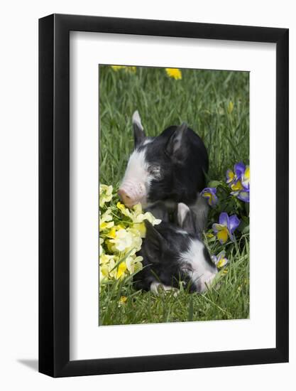 Piglet-null-Framed Photographic Print