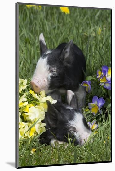 Piglet-null-Mounted Photographic Print