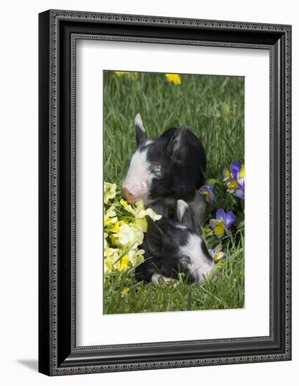 Piglet-null-Framed Photographic Print