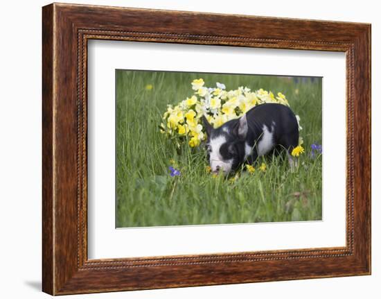 Piglet-Lynn M^ Stone-Framed Photographic Print