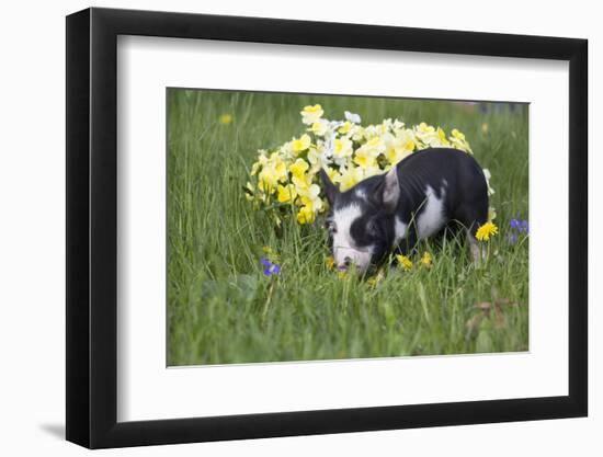 Piglet-Lynn M^ Stone-Framed Photographic Print