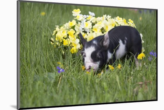 Piglet-Lynn M^ Stone-Mounted Photographic Print