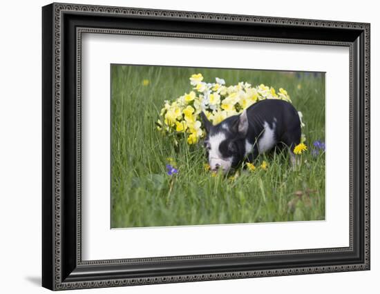 Piglet-Lynn M^ Stone-Framed Photographic Print