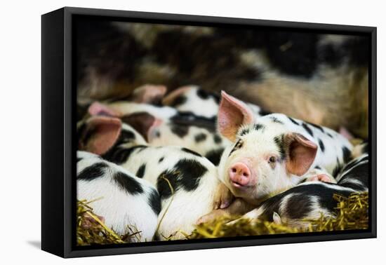 Piglets in Gloucestershire, England, United Kingdom, Europe-John Alexander-Framed Premier Image Canvas