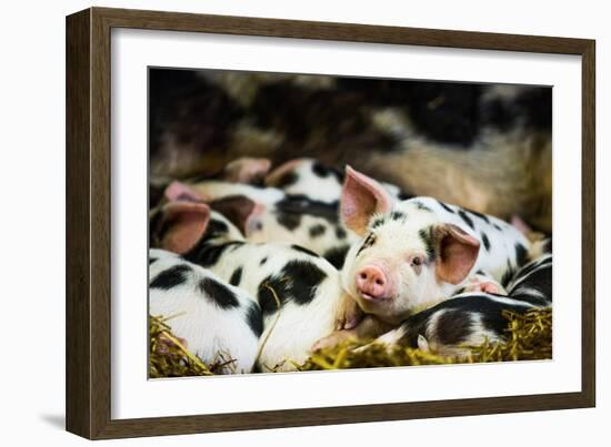 Piglets in Gloucestershire, England, United Kingdom, Europe-John Alexander-Framed Photographic Print