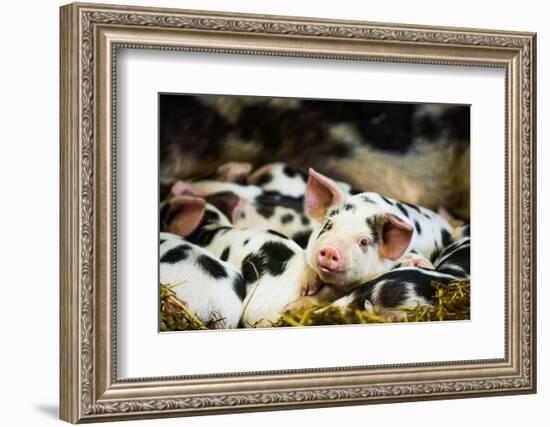 Piglets in Gloucestershire, England, United Kingdom, Europe-John Alexander-Framed Photographic Print