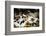 Piglets in Gloucestershire, England, United Kingdom, Europe-John Alexander-Framed Photographic Print