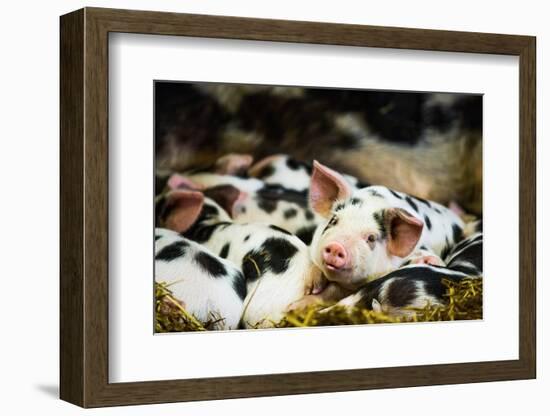 Piglets in Gloucestershire, England, United Kingdom, Europe-John Alexander-Framed Photographic Print