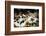 Piglets in Gloucestershire, England, United Kingdom, Europe-John Alexander-Framed Photographic Print