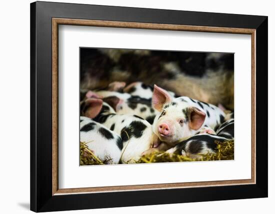 Piglets in Gloucestershire, England, United Kingdom, Europe-John Alexander-Framed Photographic Print