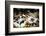 Piglets in Gloucestershire, England, United Kingdom, Europe-John Alexander-Framed Photographic Print