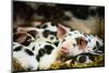 Piglets in Gloucestershire, England, United Kingdom, Europe-John Alexander-Mounted Photographic Print