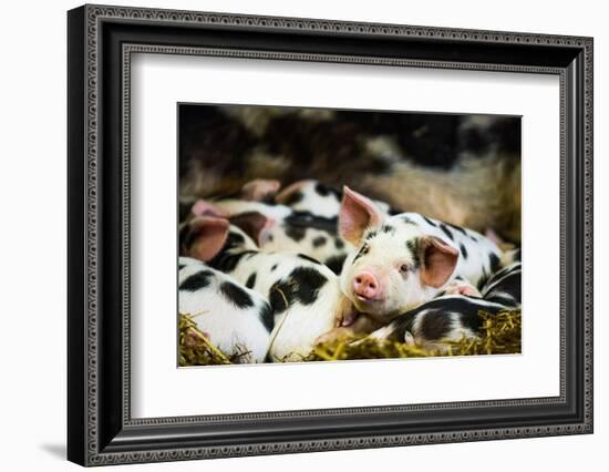 Piglets in Gloucestershire, England, United Kingdom, Europe-John Alexander-Framed Photographic Print