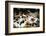 Piglets in Gloucestershire, England, United Kingdom, Europe-John Alexander-Framed Photographic Print