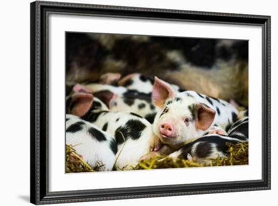 Piglets in Gloucestershire, England, United Kingdom, Europe-John Alexander-Framed Photographic Print