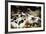 Piglets in Gloucestershire, England, United Kingdom, Europe-John Alexander-Framed Photographic Print