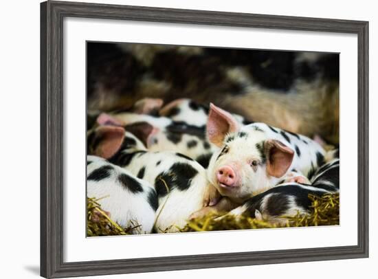 Piglets in Gloucestershire, England, United Kingdom, Europe-John Alexander-Framed Photographic Print