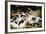 Piglets in Gloucestershire, England, United Kingdom, Europe-John Alexander-Framed Photographic Print